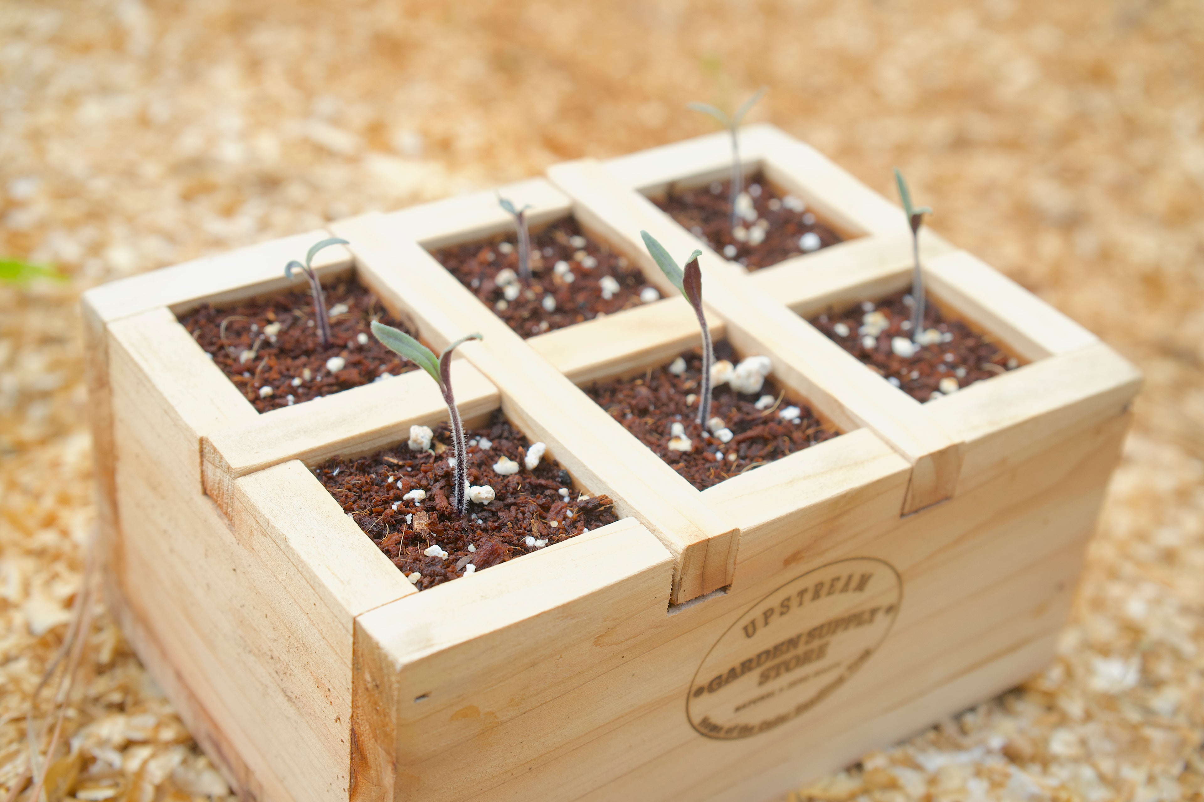 seed planter tray 6-Cell Cedar Seedling Tray & Planter