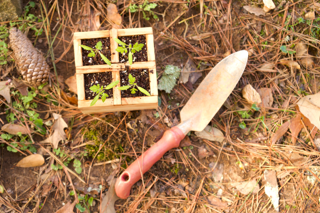 4-Cell Cedar Seedling Tray/Planter image 4