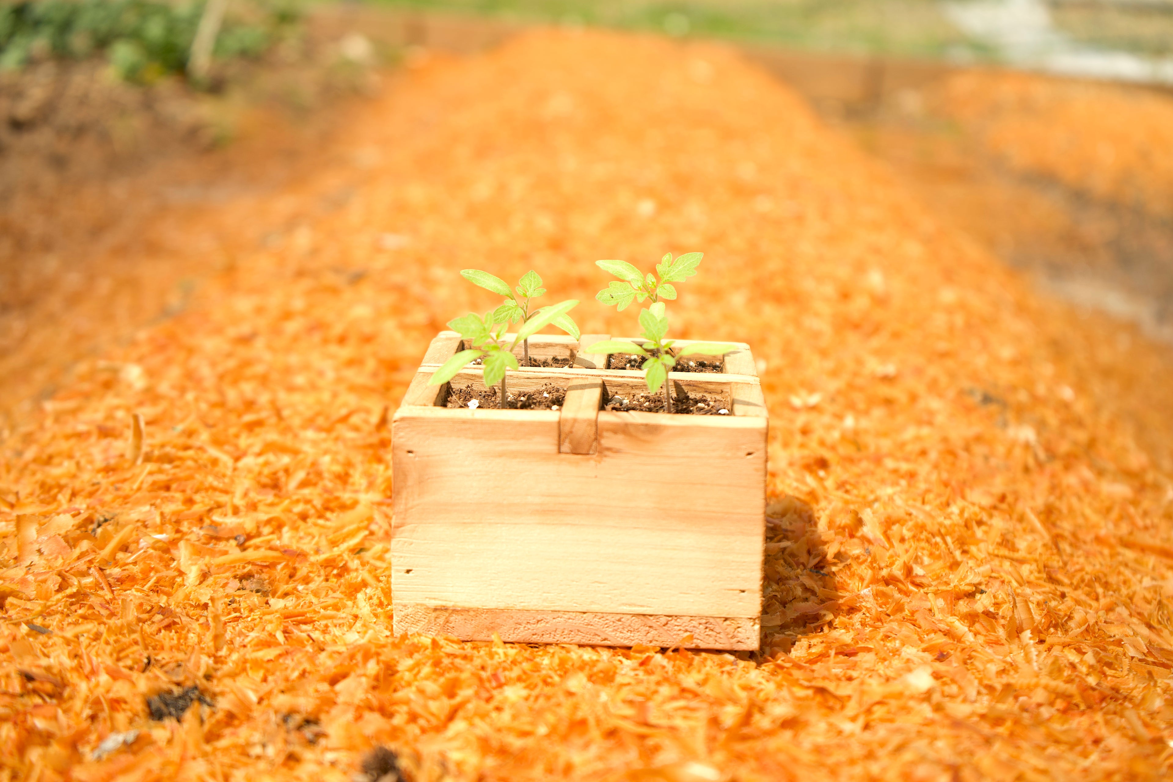seed tray planter 4-Cell Cedar Seedling Tray/Planter